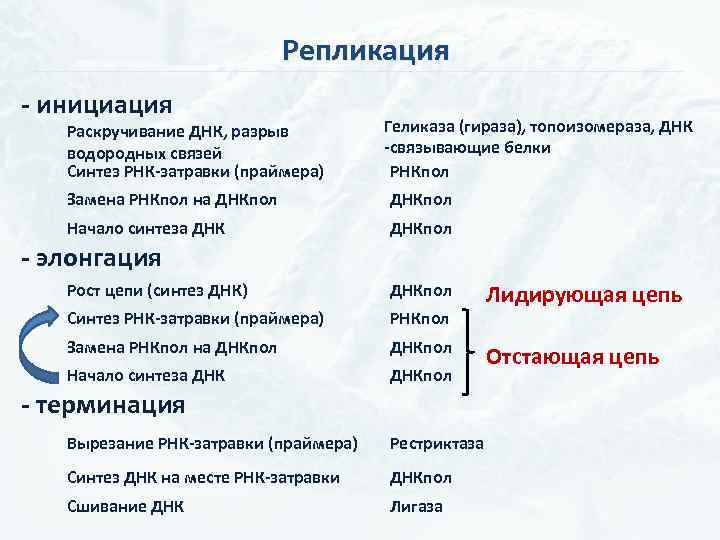 Репликация - инициация Раскручивание ДНК, разрыв водородных связей Синтез РНК-затравки (праймера) Геликаза (гираза), топоизомераза,