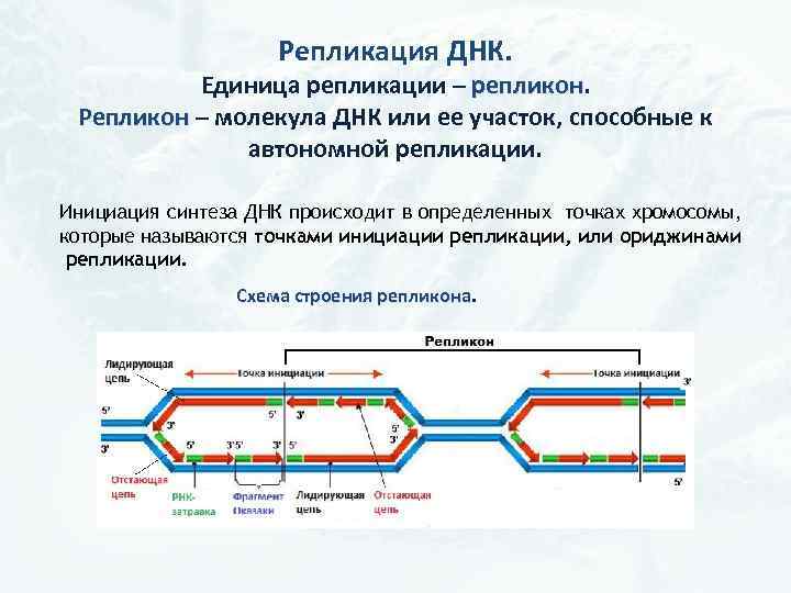 Репликация ДНК. Единица репликации – репликон Репликон – молекула ДНК или ее участок, способные