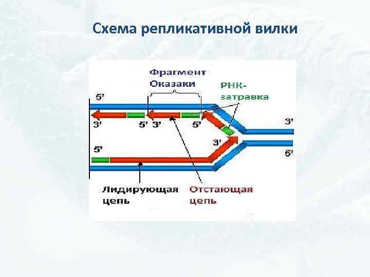 Схема репликативной вилки 