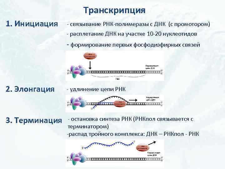 Рнк энергия. Схема процесса транскрипции инициация. Биосинтез белка трансляция инициация элонгация терминация. Этапы синтеза белка РНК полимераза. Этапы биосинтеза белка инициация элонгация терминация.