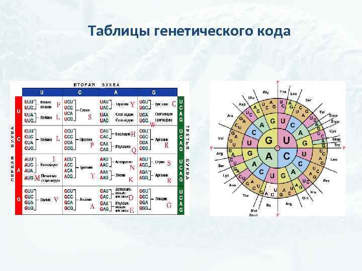 Таблица генетического кода 9 Shtampik.com