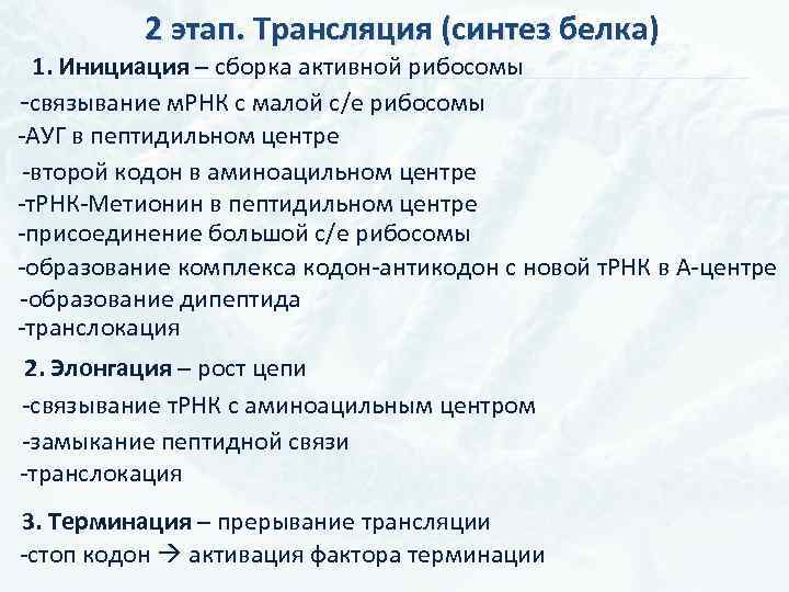 2 этап. Трансляция (синтез белка) 1. Инициация – сборка активной рибосомы -связывание м. РНК