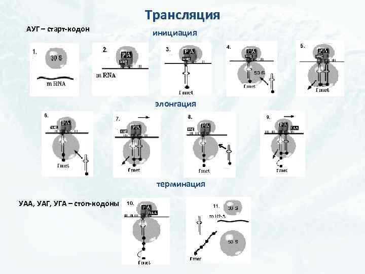 АУГ – старт-кодон Трансляция инициация элонгация терминация УАА, УАГ, УГА – стоп-кодоны 