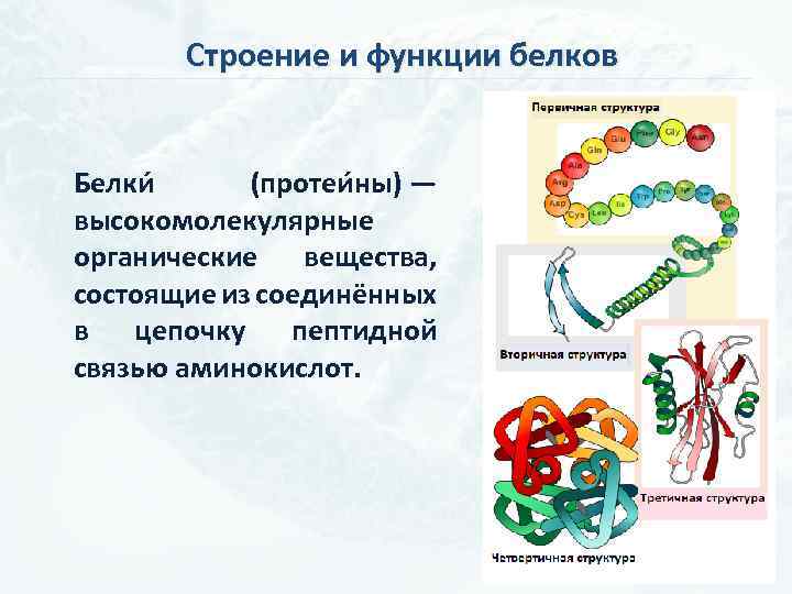 Классы соединений белков