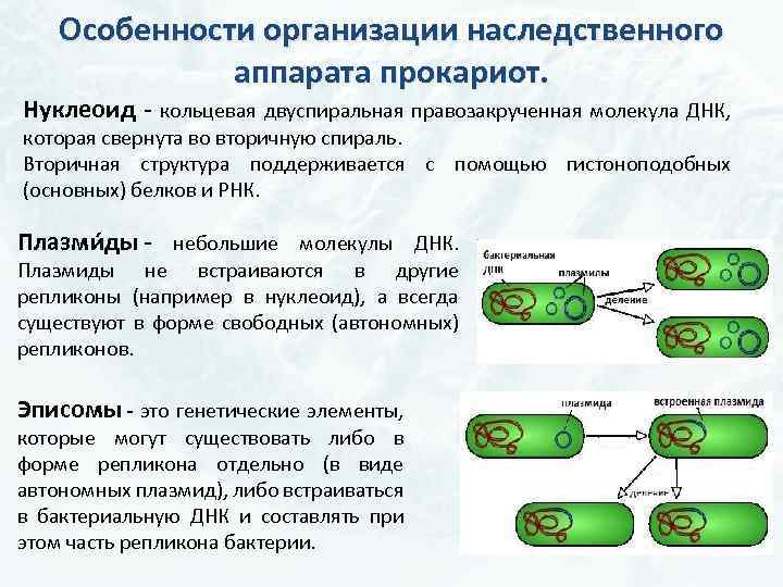 Бактерия уровень организации. Особенности организации ДНК У прокариот. Нуклеоид прокариот (структура, функции). Строение плазмиды бактерий. Особенности строения ДНК прокариот.