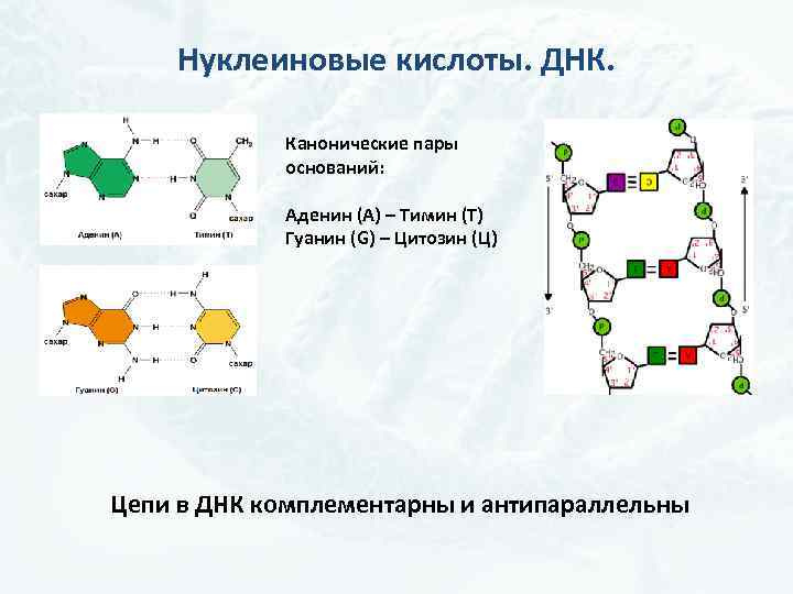 В рнк входит азотистое основание. Аденин гуанин цитозин Тимин цепочка. Комплементарная пара аденин Тимин. Цепочка ДНК аденин Тимин. РНК комплементарные пары цитозин.
