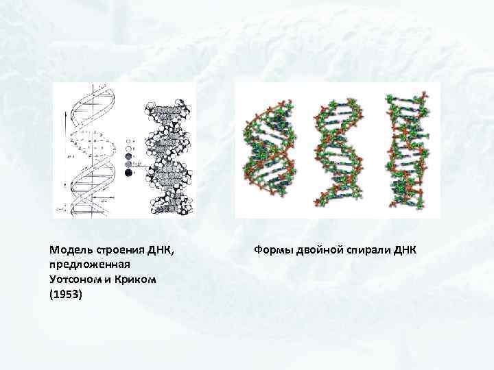 Модель строения ДНК, предложенная Уотсоном и Криком (1953) Формы двойной спирали ДНК 