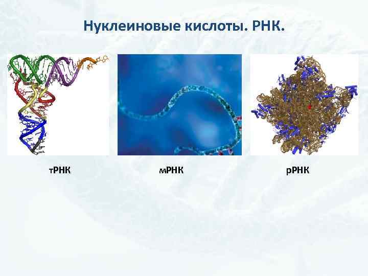 Нуклеиновые кислоты. РНК. т. РНК м. РНК р. РНК 