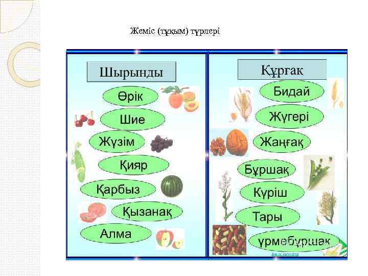 Жеміс (тұқым) түрлері 