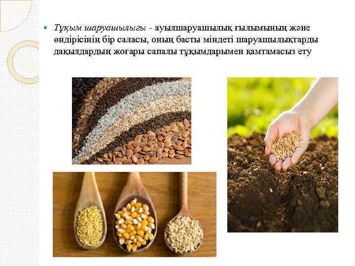  Тұқым шаруашылығы - ауылшаруашылық ғылымының және өндірісінің бір саласы, оның басты міндеті шаруашылықтарды