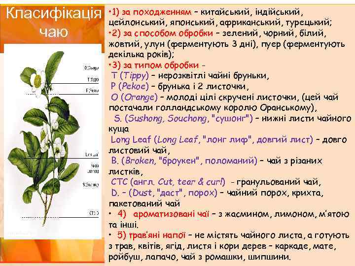 Класифікація • 1) за походженням – китайський, індійський, цейлонський, японський, африканський, турецький; • 2)