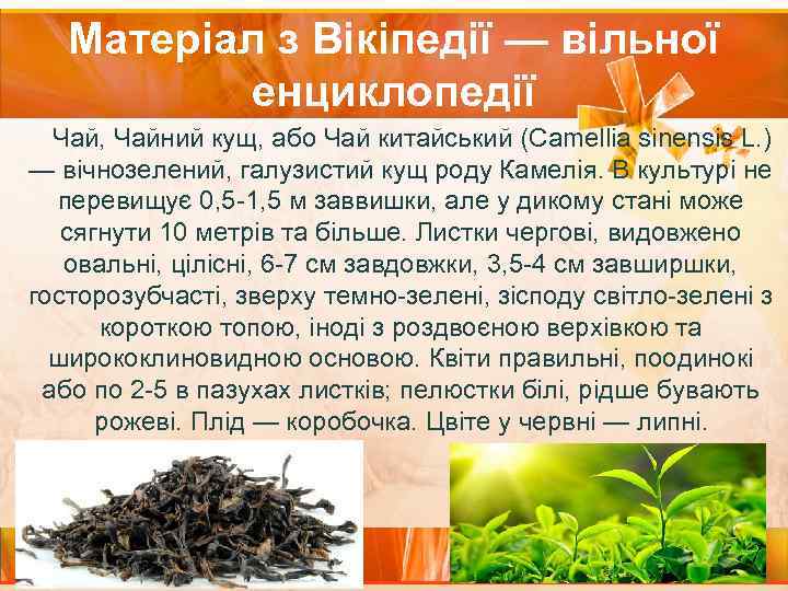 Матеріал з Вікіпедії — вільної енциклопедії Чай, Чайний кущ, або Чай китайський (Camellia sinensis