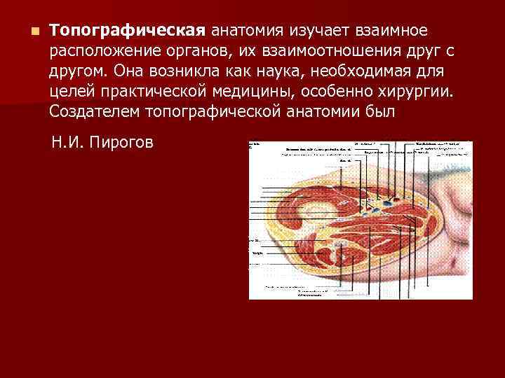 n Топографическая анатомия изучает взаимное расположение органов, их взаимоотношения друг с другом. Она возникла