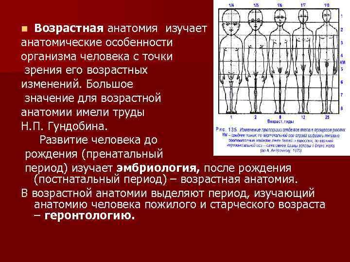 Возрастная анатомия лекции