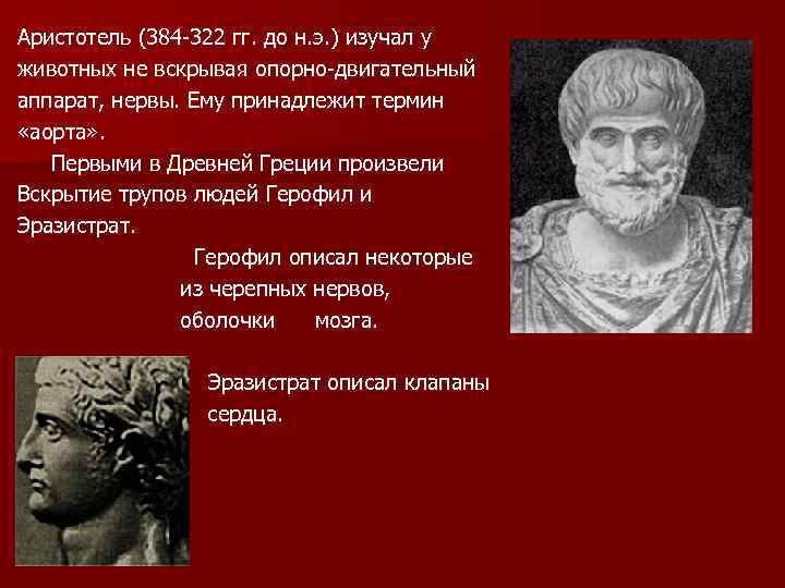 Аристотель (384 -322 гг. до н. э. ) изучал у животных не вскрывая опорно-двигательный