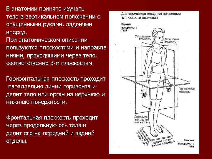 В анатомии принято изучать тело в вертикальном положении с опущенными руками, ладонями вперед. При