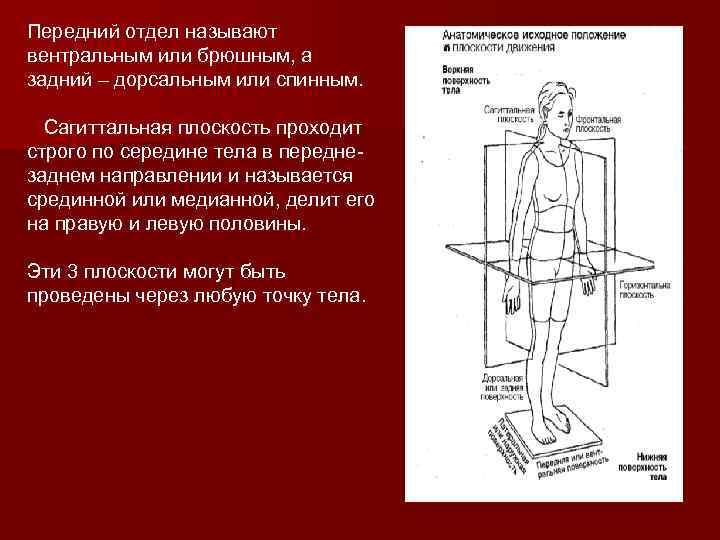 Передний отдел называют вентральным или брюшным, а задний – дорсальным или спинным. Сагиттальная плоскость