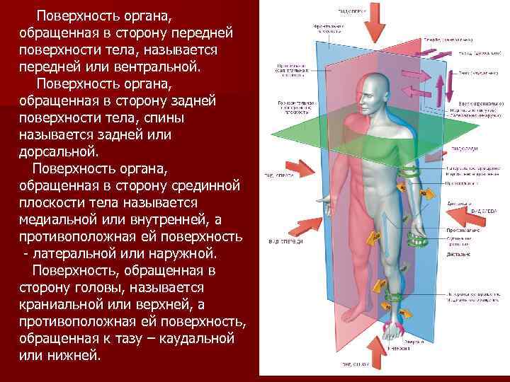  Поверхность органа, обращенная в сторону передней поверхности тела, называется передней или вентральной. Поверхность