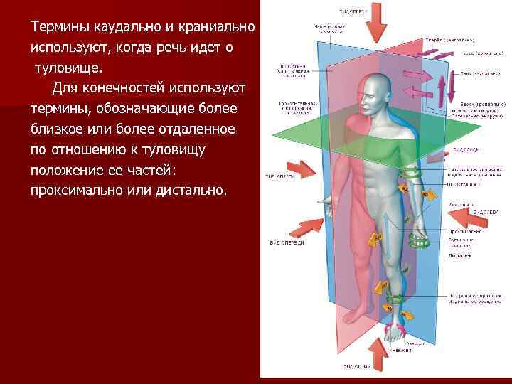 Термины каудально и краниально используют, когда речь идет о туловище. Для конечностей используют термины,