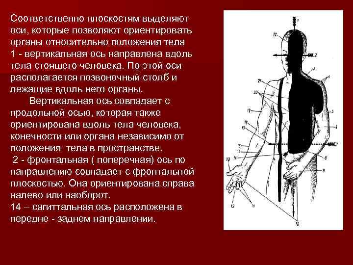  Соответственно плоскостям выделяют оси, которые позволяют ориентировать органы относительно положения тела 1 -