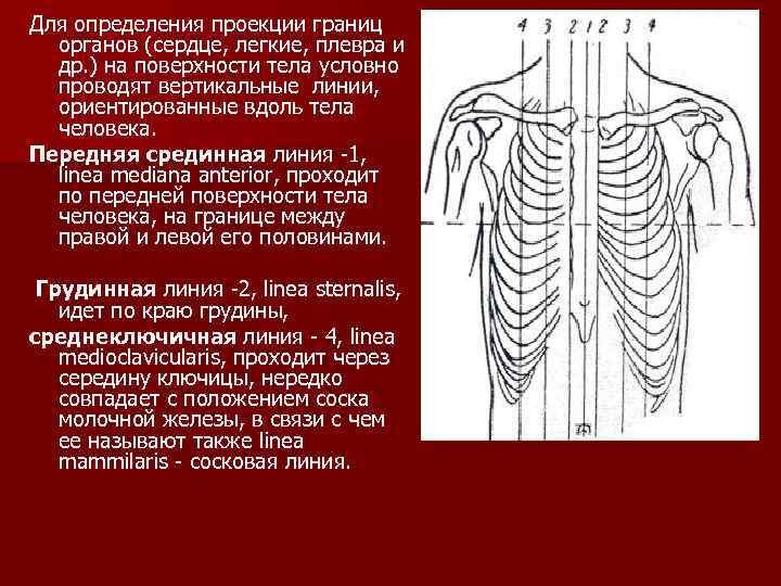 Для определения проекции границ органов (сердце, легкие, плевра и др. ) на поверхности тела