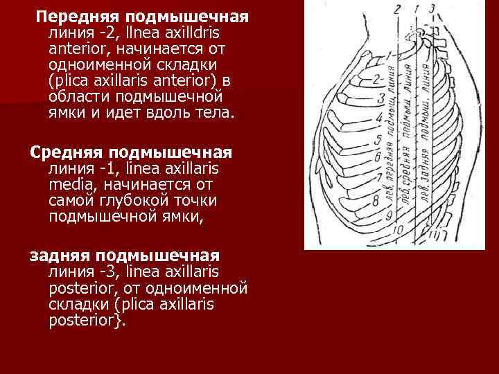  Передняя подмышечная линия -2, llnea axilldris anterior, начинается от одноименной складки (plica axillaris