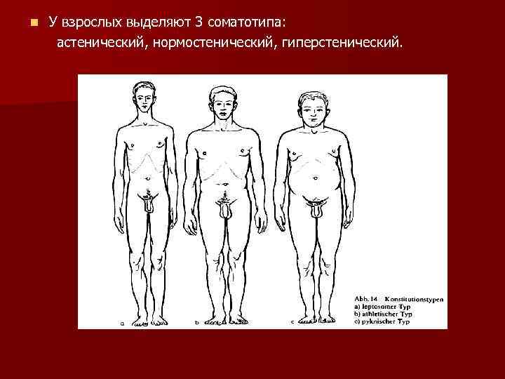 У взрослых выделяют 3 соматотипа: астенический, нормостенический, гиперстенический. n 