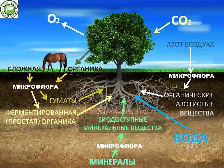 О 2 СО 2 АЗОТ ВОЗДУХА СЛОЖНАЯ ОРГАНИКА МИКРОФЛОРА ГУМАТЫ ФЕРМЕНТИРОВАННАЯ (ПРОСТАЯ) ОРГАНИКА БИОДОСТУПНЫЕ