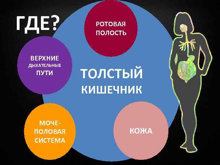 ГДЕ? РОТОВАЯ ПОЛОСТЬ ВЕРХНИЕ ДЫХАТЕЛЬНЫЕ ПУТИ ТОЛСТЫЙ КИШЕЧНИК МОЧЕПОЛОВАЯ СИСТЕМА КОЖА 