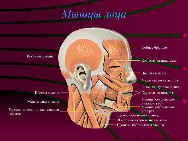 Мышцы лица для массажа фото с описанием