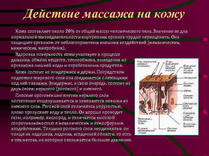 Действие массажа на кожу Кожа составляет около 20% от общей массы человеческого тела. Значение