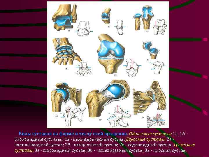 Виды суставов по осям. Одноосный блоковидный сустав. Одноосные двухосные и Многоосные суставы. Суставы одноосные двухосные. Одноосные суставы по форме.