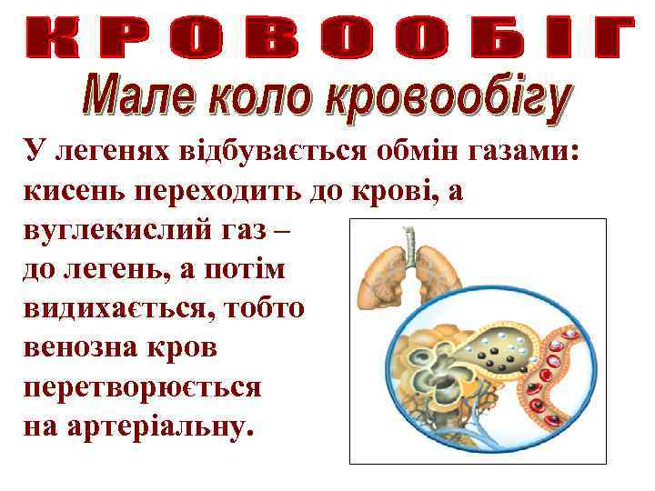 У легенях відбувається обмін газами: кисень переходить до крові, а вуглекислий газ – до