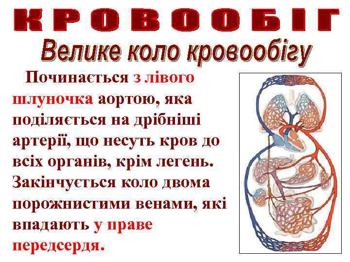 Починається з лівого шлуночка аортою, яка поділяється на дрібніші артерії, що несуть кров до