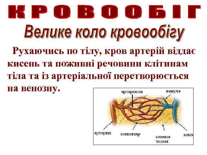 Рухаючись по тілу, кров артерій віддає кисень та поживні речовини клітинам тіла та із