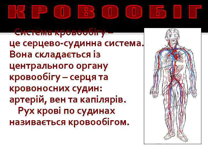 Система кровообігу – це серцево-судинна система. Вона складається із центрального органу кровообігу – серця