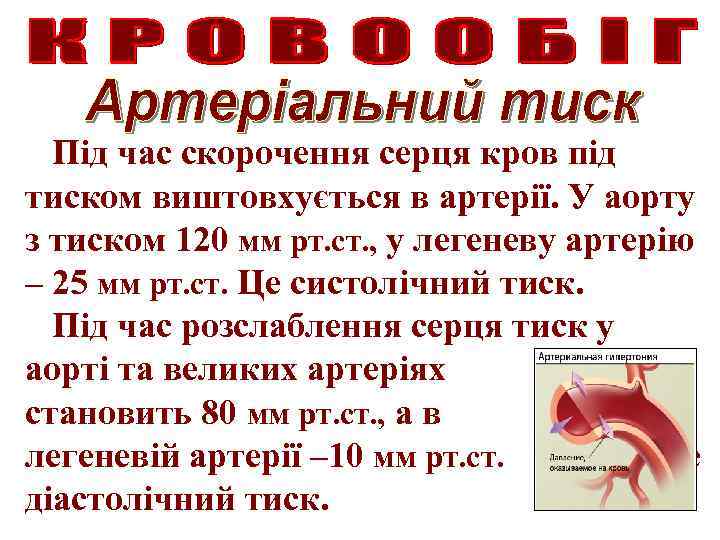 Під час скорочення серця кров під тиском виштовхується в артерії. У аорту з тиском