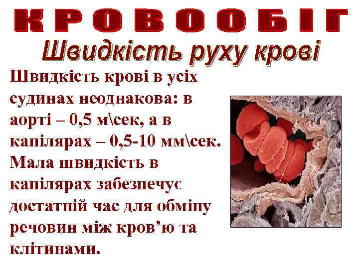 Швидкість крові в усіх судинах неоднакова: в аорті – 0, 5 мсек, а в