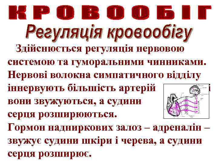 Здійснюється регуляція нервовою системою та гуморальними чинниками. Нервові волокна симпатичного відділу іннервують більшість артерій