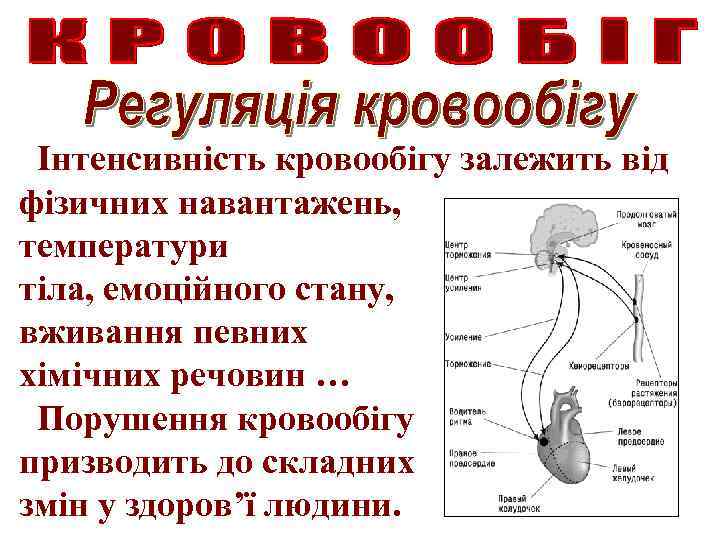 Інтенсивність кровообігу залежить від фізичних навантажень, температури тіла, емоційного стану, вживання певних хімічних речовин