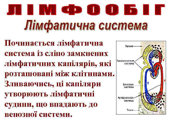 Починається лімфатична система із сліпо замкнених лімфатичних капілярів, які розташовані між клітинами. Зливаючись, ці