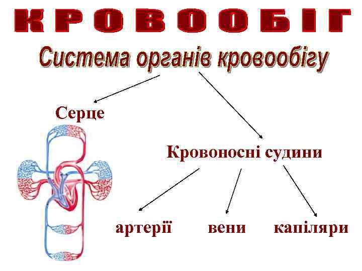 Серце Кровоносні судини артерії вени капіляри 