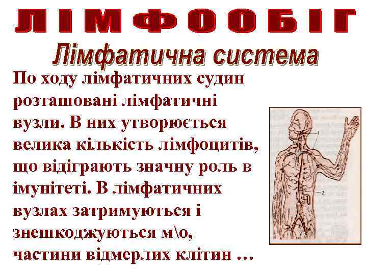 По ходу лімфатичних судин розташовані лімфатичні вузли. В них утворюється велика кількість лімфоцитів, що