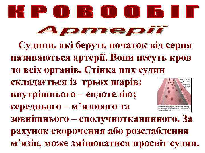 Судини, які беруть початок від серця називаються артерії. Вони несуть кров до всіх органів.