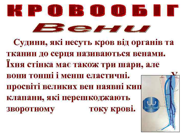 Судини, які несуть кров від органів та тканин до серця називаються венами. Їхня стінка