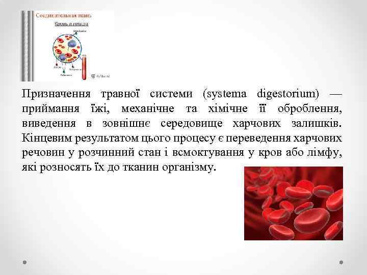 Призначення травної системи (systema digestorium) — приймання їжі, механічне та хімічне її оброблення, виведення