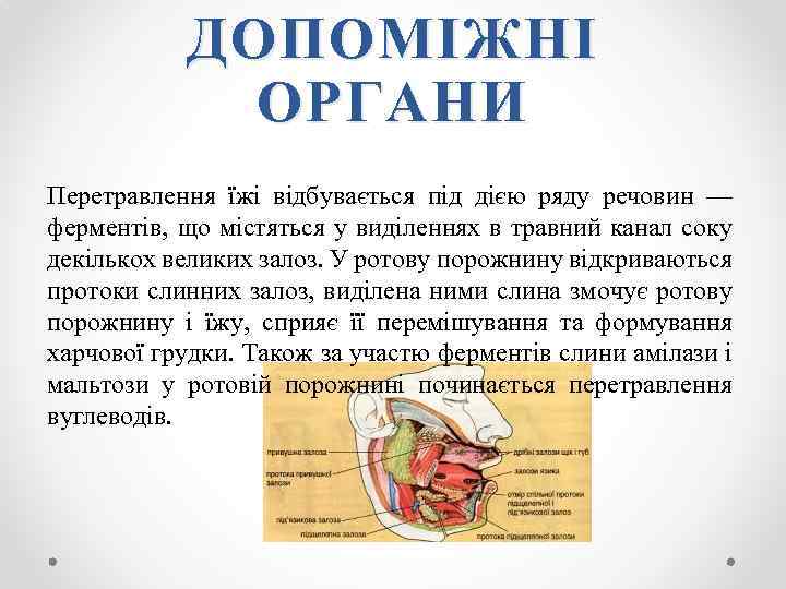 ДОПОМІЖНІ ОРГАНИ Перетравлення їжі відбувається під дією ряду речовин — ферментів, що містяться у