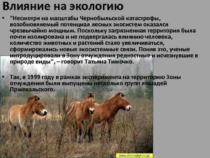 Влияние на экологию • "Несмотря на масштабы Чернобыльской катастрофы, возобновляемый потенциал лесных экосистем оказался