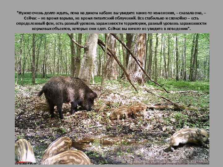 "Нужно очень долго ждать, пока на диком кабане вы увидите какие-то изменения, – сказала