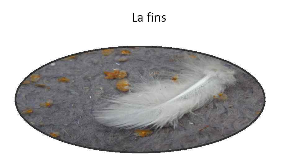 La fins 